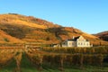 Vineyard in Flachau in Austria