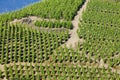 Vineyard in France Royalty Free Stock Photo