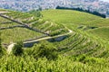 Vineyard in France Royalty Free Stock Photo