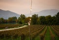 Vineyard in Franciacorta, Brescia, Lombardy, Italy Royalty Free Stock Photo