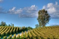 Vineyard In Franciacorta before sunset Royalty Free Stock Photo