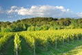Vineyard In Franciacorta before sunset Royalty Free Stock Photo