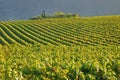 Vineyard In Franciacorta before sunset Royalty Free Stock Photo