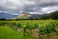 Vineyard in Franschhoek Winelands valley in South Africa Royalty Free Stock Photo