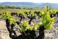 Vineyard in the french Ardeche Royalty Free Stock Photo