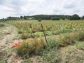 Vineyard in french provence area and red flowering poppies