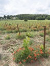 Vineyard in french provence area and red flowering poppies