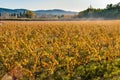 Vineyard in French Provence Royalty Free Stock Photo