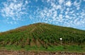 Vineyard in front of blue sky in Nahe-Region of rhineland-palatinate