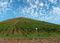 Vineyard in front of blue sky in Nahe-Region of rhineland-palatinate