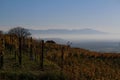 Vineyard in front of a valley in the fog and mountains on the horizon, Kaiserstuhl and Black Forest, Germany Royalty Free Stock Photo