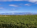 Vineyard in front of velebit mountain in croatia Royalty Free Stock Photo