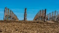 Vineyard in Fruska Gora mountain in Serbia