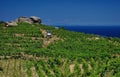 Vineyard, Giglio Island, Tuscany Italy