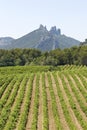 Vineyard in Gigondas. Provence. Royalty Free Stock Photo