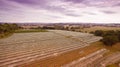 Vineyard in Gippsland, Australia Royalty Free Stock Photo