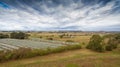 Vineyard in Gippsland Royalty Free Stock Photo