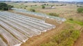 Vineyard in Gippsland Royalty Free Stock Photo