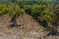 Vineyard in Gozo. Horizontal. space for text.