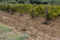 Wineyard in a field Gozo