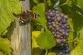 Vineyard and grape in the Alsatian vineyards