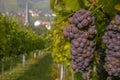 Vineyard and grape in the Alsatian