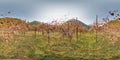 Vineyard with grape in autumn in the mountains Image with 3D spherical panorama with 360 degree viewing angle. Ready for virtual