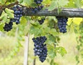 Vineyard grape cluster. Barbera Royalty Free Stock Photo