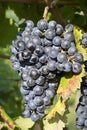 Vineyard grape cluster. Barbera Royalty Free Stock Photo