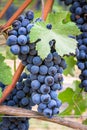 Vineyard grape cluster Royalty Free Stock Photo