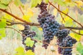 Vineyard grape cluster Royalty Free Stock Photo