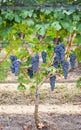 Vineyard grape cluster Royalty Free Stock Photo