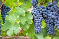 Vineyard grape cluster Royalty Free Stock Photo