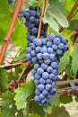 Vineyard grape cluster Royalty Free Stock Photo