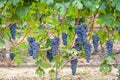 Vineyard grape cluster Royalty Free Stock Photo