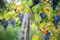 Vineyard grape cluster Royalty Free Stock Photo