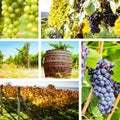 Vineyard and grape collage Royalty Free Stock Photo