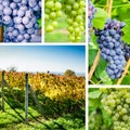 Vineyard and grape collage Royalty Free Stock Photo