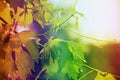 vineyard, grape leaves and vines at sunset, very soft focus