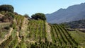 Vineyard grape vine in row, grapevine above view. Tinos island, Cyclades Greece summer sunny day Royalty Free Stock Photo