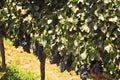 vineyard and Grape vines in Ica, Peru used to make pisco