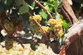 vineyard and Grape vines in Ica, Peru used to make pisco