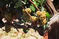 vineyard and Grape vines in Ica, Peru used to make pisco