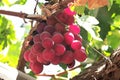 vineyard and Grape vines in Ica, Peru used to make pisco