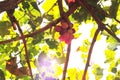 vineyard and Grape vines in Ica, Peru sun goes through the tree Royalty Free Stock Photo