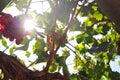 vineyard and Grape vines in Ica, Peru sun goes through the tree Royalty Free Stock Photo