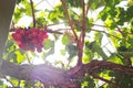 vineyard and Grape vines in Ica, Peru sun goes through the tree Royalty Free Stock Photo