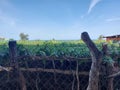 A vineyard, grape yard inside a wire fence with the ocean in the back ground