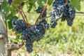 Vineyard and grapefruit in Medoc near Bordeaux in France