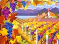 Vineyard and grapes bunches. Autumn landscape. Royalty Free Stock Photo